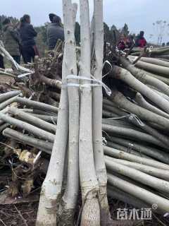 高度180厘米核桃