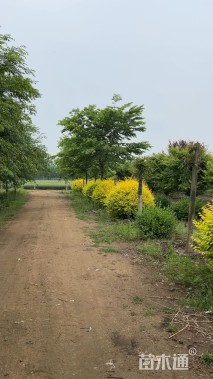 冠幅200厘米金森女贞球