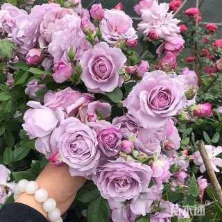 150厘米藤本月季