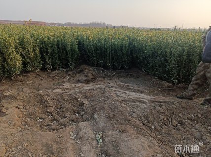 高度70厘米大叶黄杨小苗