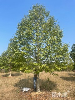 18公分乐昌含笑