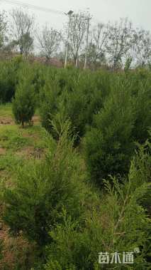 高度150厘米蜀桧