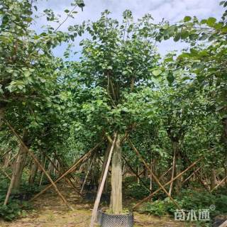 15公分菩提榕