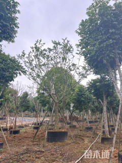 10公分朴树