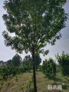 18公分白蜡