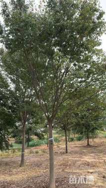 16公分榉树