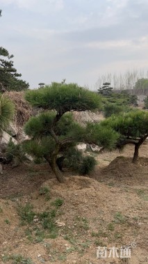 15.5公分造型黑松