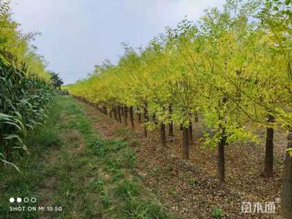 8公分金枝槐