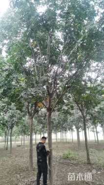 16公分栾树