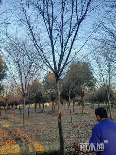 15公分朴树