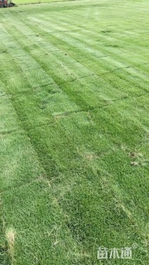 草卷状马尼拉草