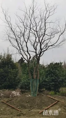 30公分丛生乌桕