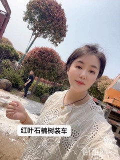 12公分红叶石楠