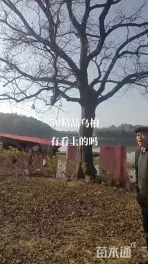 50公分乌桕