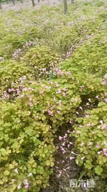 高度20厘米红花酢浆草