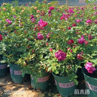 高度35厘米月季