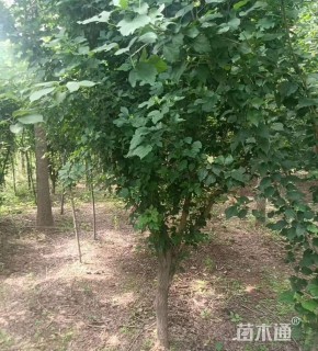 高度300厘米木槿