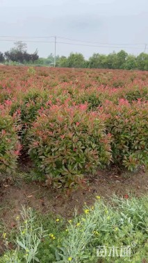 冠幅100厘米红叶石楠球