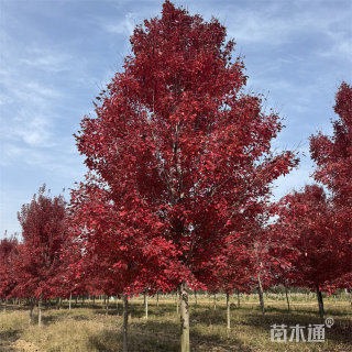 20公分美国红枫