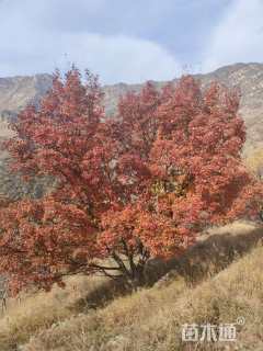 高度5厘米丛生元宝枫