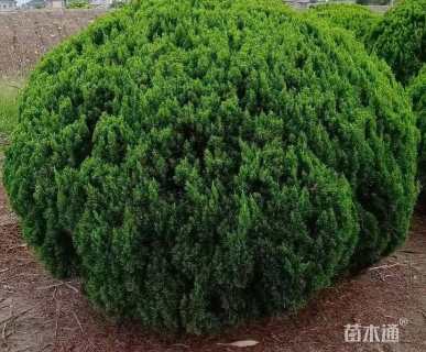 冠幅180厘米龙柏球