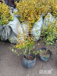 大杯苗亮晶女贞小苗