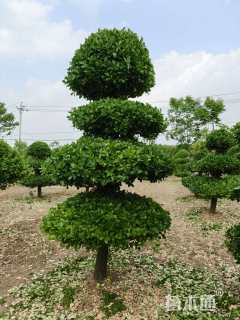 高度280厘米卫矛