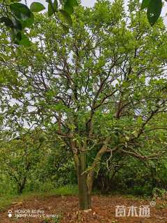 20公分(3杆)丛生香橼