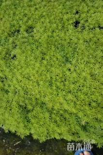 高度3厘米佛甲草