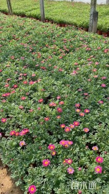 高度26厘米玛格丽特花