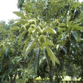 高度400厘米板栗