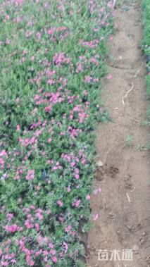 高度15厘米丛生福禄考