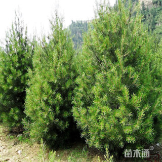 高度150厘米白皮松