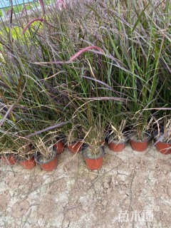 高度80厘米紫叶狼尾草