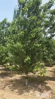 10公分西府海棠