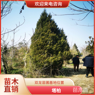 高度450厘米塔柏