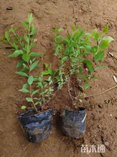 高度30厘米金焰绣线菊