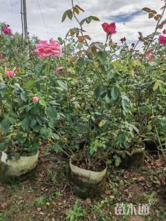 高度50厘米月季