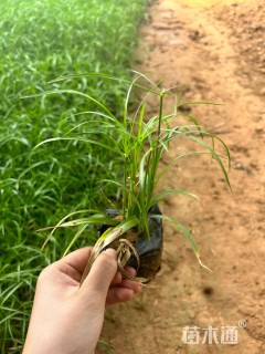 高度10厘米旱伞草