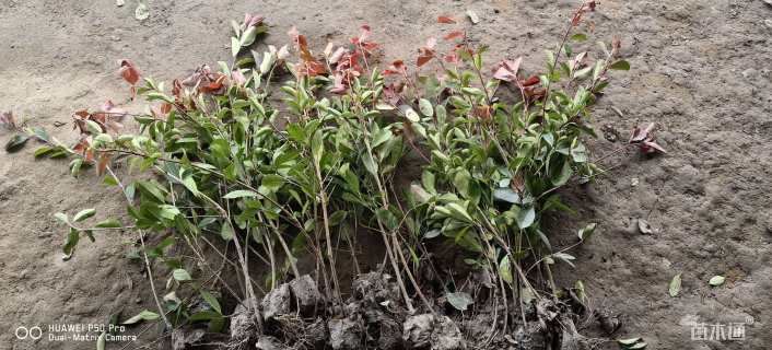 高度50厘米红叶石楠小苗