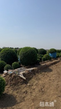 高度100厘米水蜡球