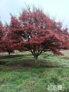 17公分中国红枫