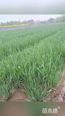 高度30厘米马莲