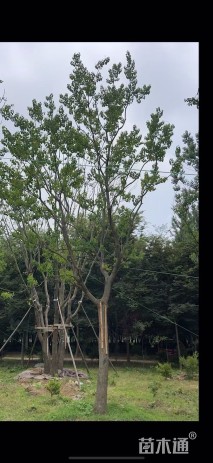 15公分乌桕