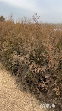 高度150厘米侧柏