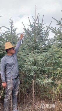 高度300厘米欧洲云杉