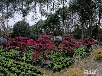 造型红花继木桩