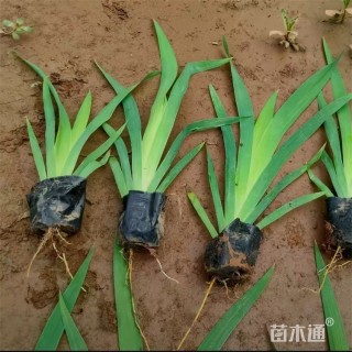 高度20厘米射干