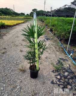 裸干高60厘米小叶棕竹