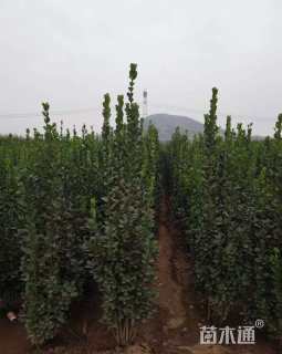 高度180厘米大叶黄杨柱